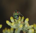 Chrysis grohmanni krkiana